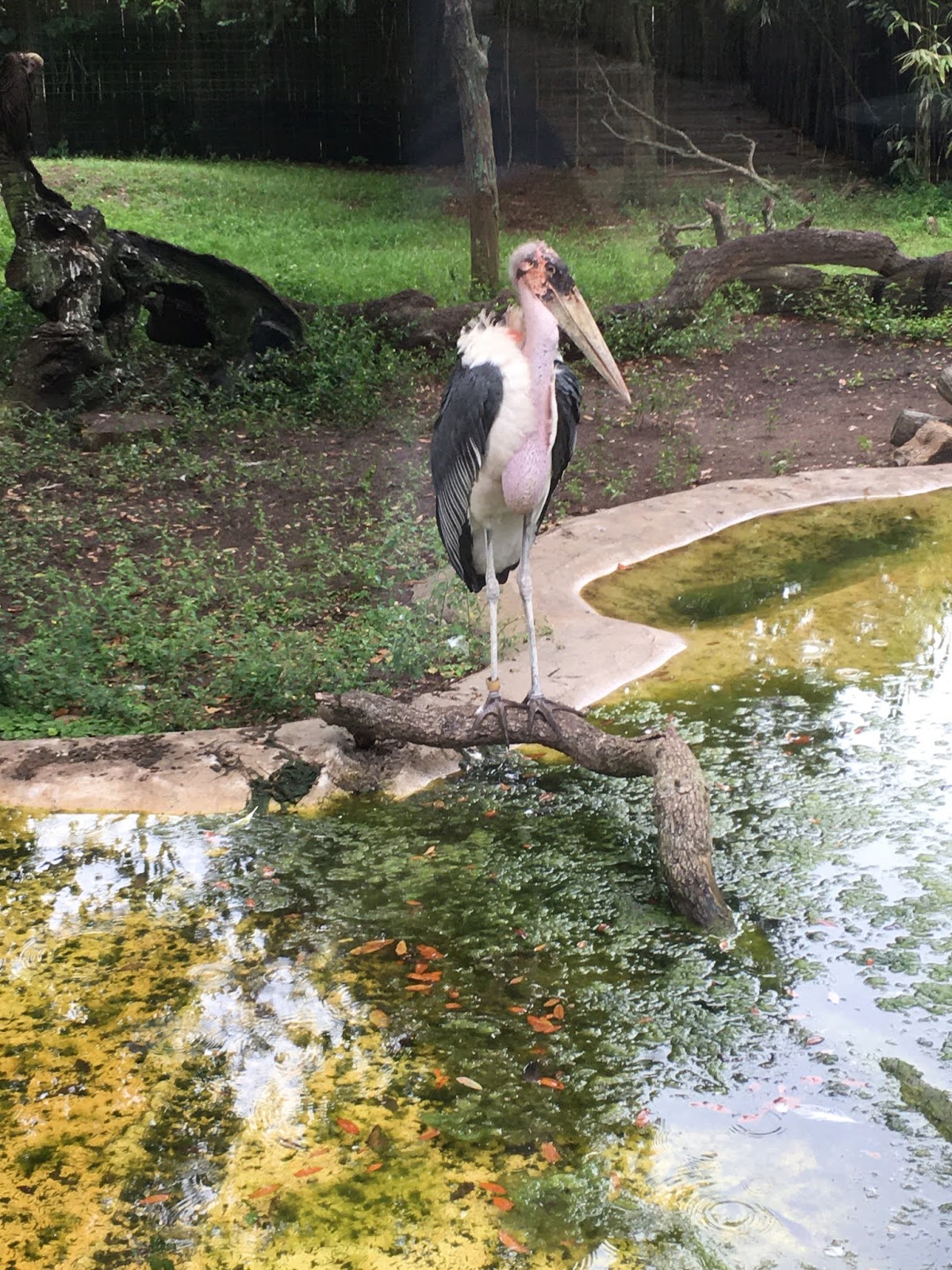 Alligator Farm, Florida