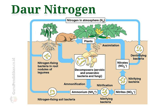 Biologi Kelas 10 | 5 Tahap Siklus Nitrogen Pada Tanah Beserta Penjelasannya