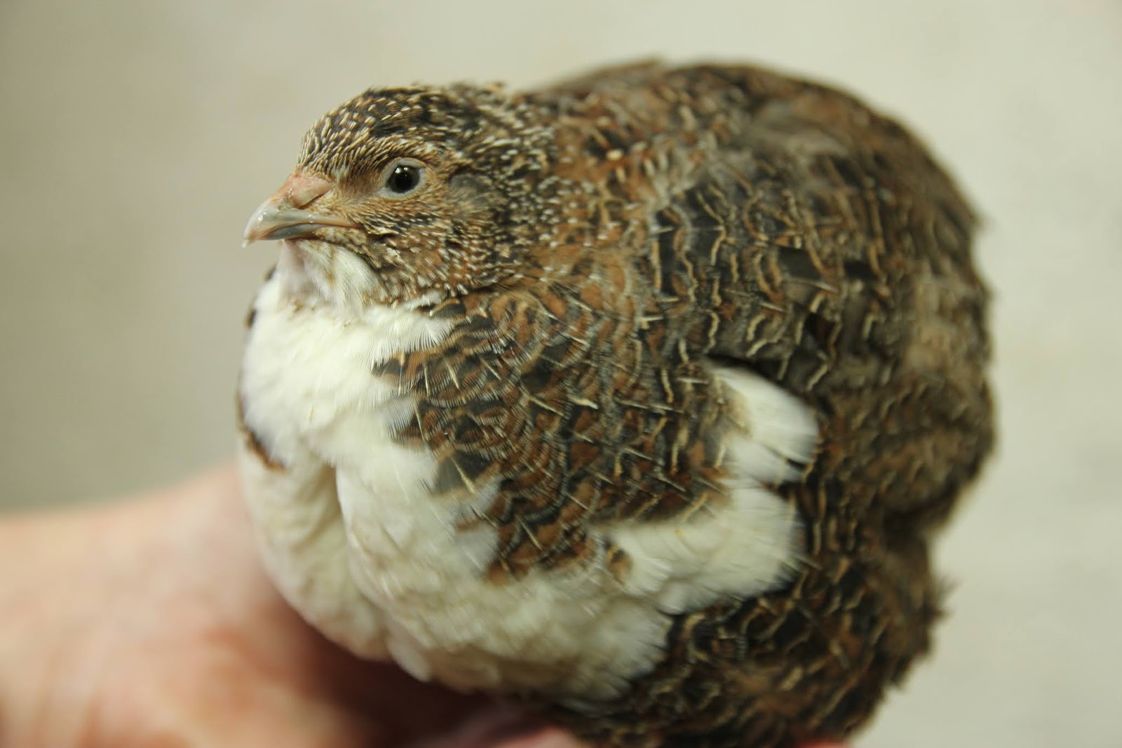 Colours of Coturnix Japonica Quail Part Three White, Panda, Tibetan
