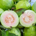 Health Benefits of Guava  | Amazing benefits of Eating Guava 