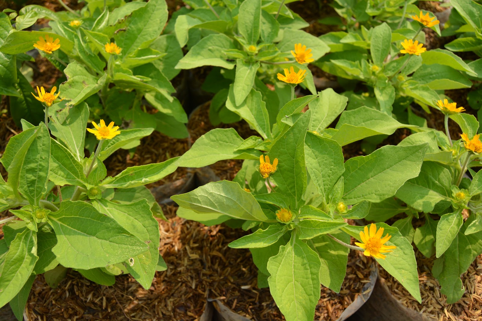 Kebun Botani Digital Klasifikasi Bunga Butter Daisy