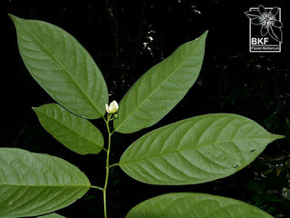 ดอกจำปูน ไม้ดอกหอม พันธุ์ไม้พื้นเมืองไทย Anaxagorea javanica