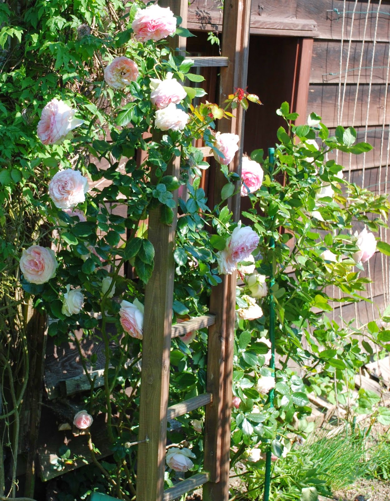 Bickenbach Blumen Juni 2014