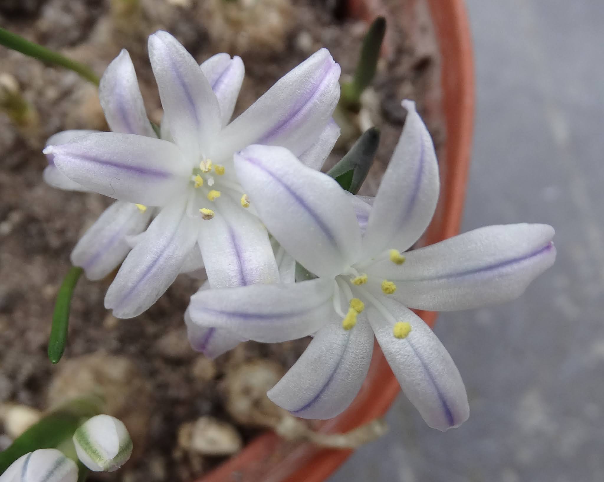 Succulent Sundae SOUTH AFRICAN BULBS