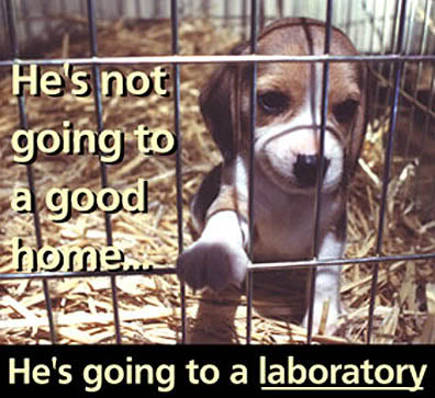 Cosmetic Testing On Animals