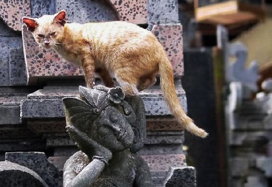 Cat from Ubud Bali