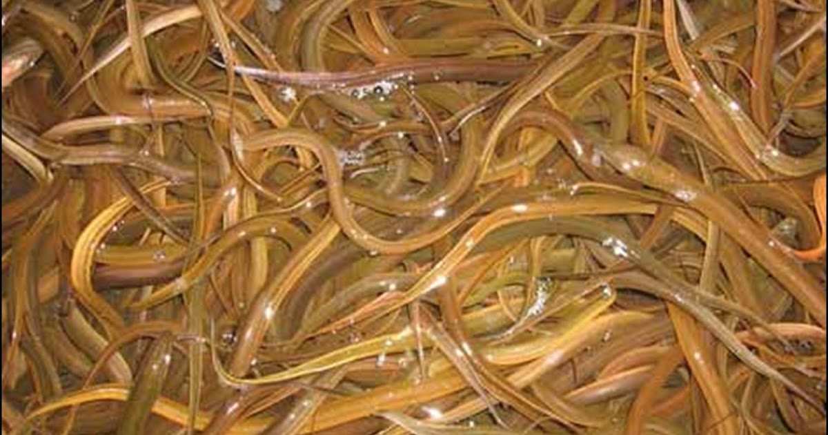 Supplier Jual Ikan Belut Benih Konsumsi Palu Terpercaya 1 Jual Ikan Terpercaya Supplier Jual Ikan Belut Benih Konsumsi Palu Terpercaya 1 Jual Ikan Terpercaya