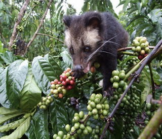 Musang adalah nama umum bagi sekelompok mamalia pemangsa (bangsa karnivora) dari suku Viverridae. Hewan ini kebanyakan merupakan hewan malam (nokturnal) dan pemanjat yang baik. Yang paling dikenal dari berbagai jenisnya adalah musang luwak (Paradoxurus hermaphroditus).Luwak merupakan nama lokal dari jenis musang yang terdapat di Indonesia, sehingga sering disebut sebagai musang Luwak. Luwak kerap disandingkan dengan kopi. Ya, binatang ini memang dikenal karena kesukaannya mengonsumsi buah kopi. Kegemaran ini menyebabkan Luwak berperan sebagai pengolah biji kopi alamiah di dunia.     Buah kopi yang ditelan Luwak akan mengalami proses fermentasi selama berada di perut hewan tersebut. Setelah dicerna sang Luwak, buah kopi itu berubah menjadi biji yang dikeluarkan bersama kotoran sang hewan.Jangan cemas kalau biji kopi itu tercemar kotoran Luwak. Biji kopi yang dikeluarkan Luwak ini masih berbentuk utuh. Tentu saja, sebelum diproses menjadi bubuk, bpi kopi akan dibersihkan dulu. Dalam proses pencernaan Luwak inilah, akan diperoleh biji kopi dengan rasa spesial. Adanya proses inilah yang mengakibatkan harga biji kopi Luwak sangat tinggi. Pernahkah anda bermimpi tentang luwak atau musang? Jika pernah apakah tafsir mimpi musang tersebut? Biar ga penasaran yuk simak tafsir mimpi tentang luwak dibawah ini, yang dilengkapi angka main jitunya