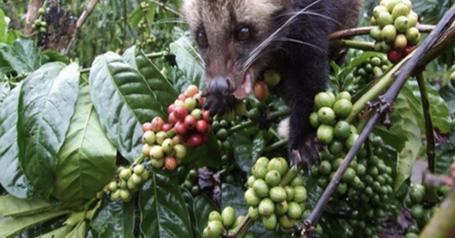 Erek Erek Musang Luwak 2d 3d 4d Menurut Buku Mimpi Erek Erek