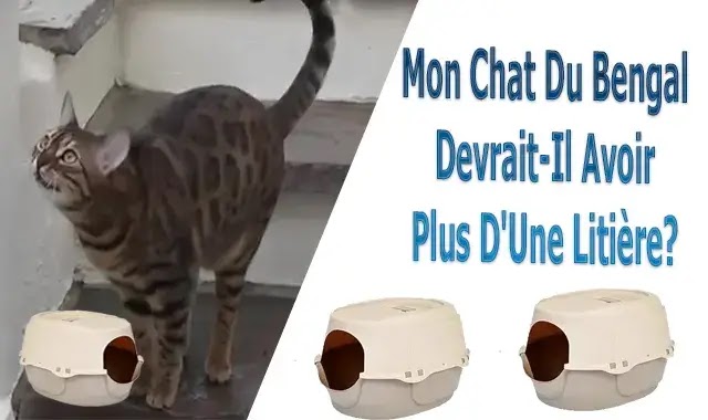 Mon Chat Du Bengale Devrait-Il Avoir Plus D'Une Litière?