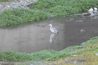 Bernat pescaire (Ardea cinerea)