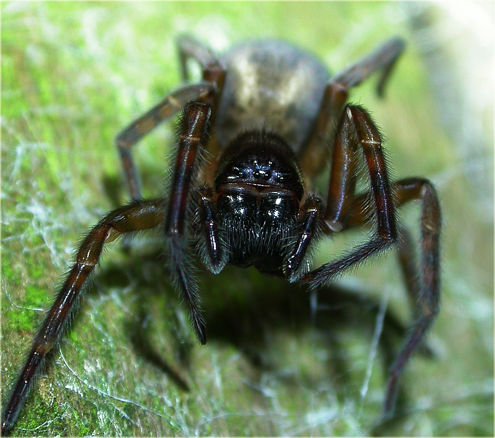 Arachnerds Lace Webbed Spiders Amaurobius sp.