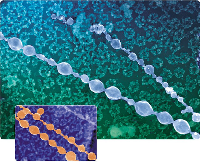 Цепочка мелких пузырьков ЭПР, в сплавлении которых, возможно, принимает участие ретикулон 4, на цитоплазматической поверхности ядерной оболочки ооцита лягушки.