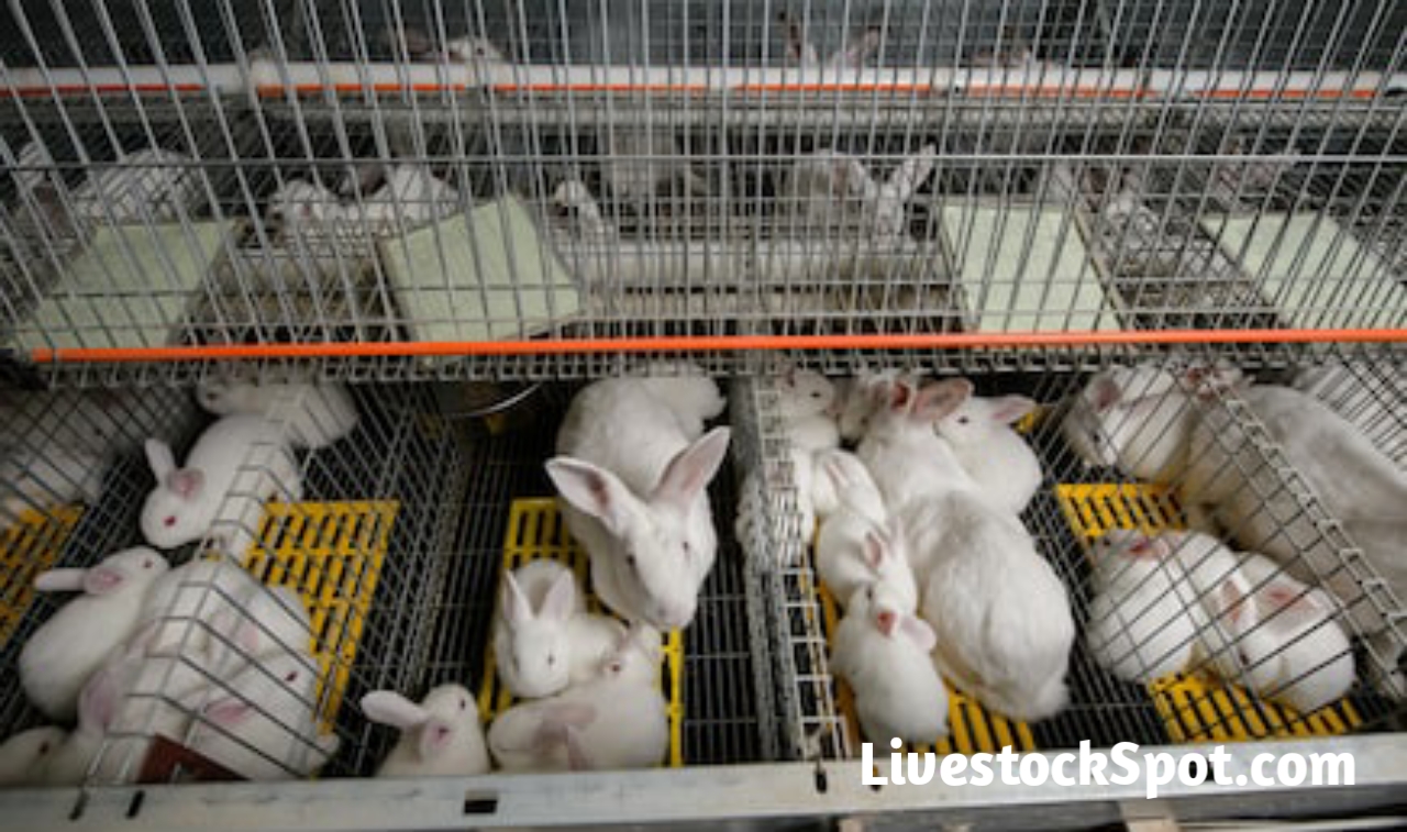 Complete Guide on How To Start A Rabbit Farming Business LivestockSpot