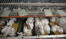 Complete Guide on How To Start A Rabbit Farming Business