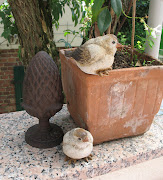 Love in Paris: Pariser Spatzen in Lauerstellung