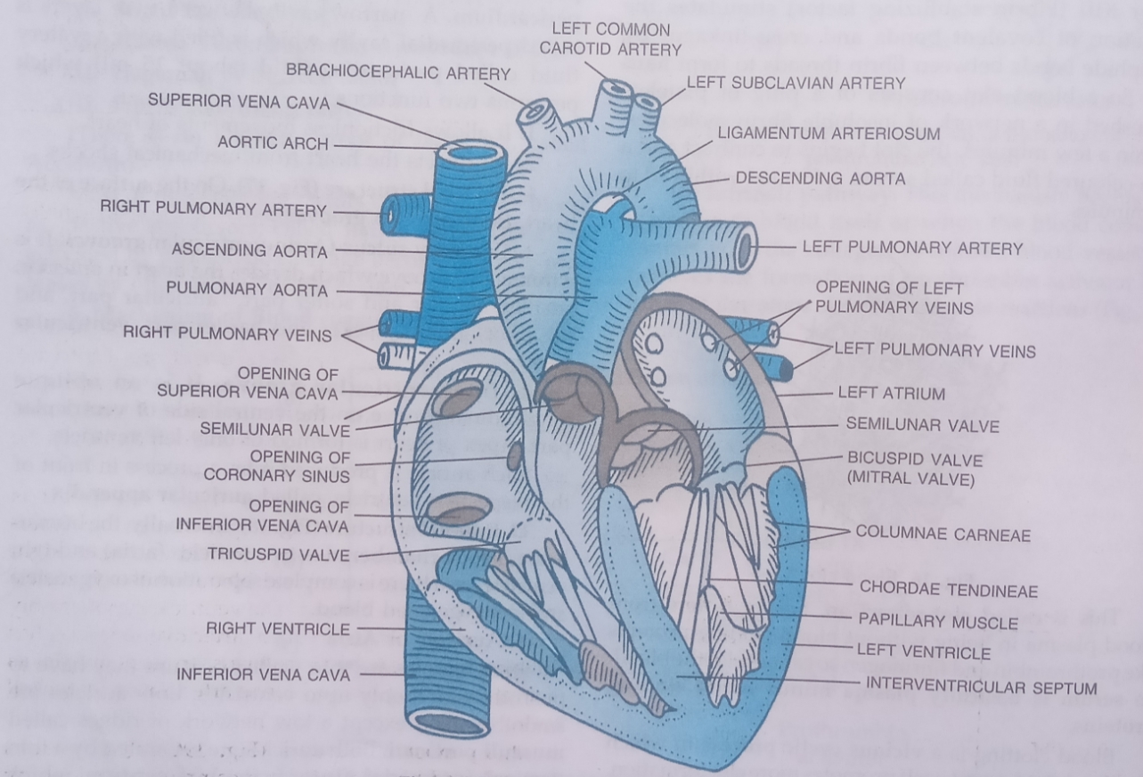 Body fluids and circulation class 11 Part3 chapter 18 Body