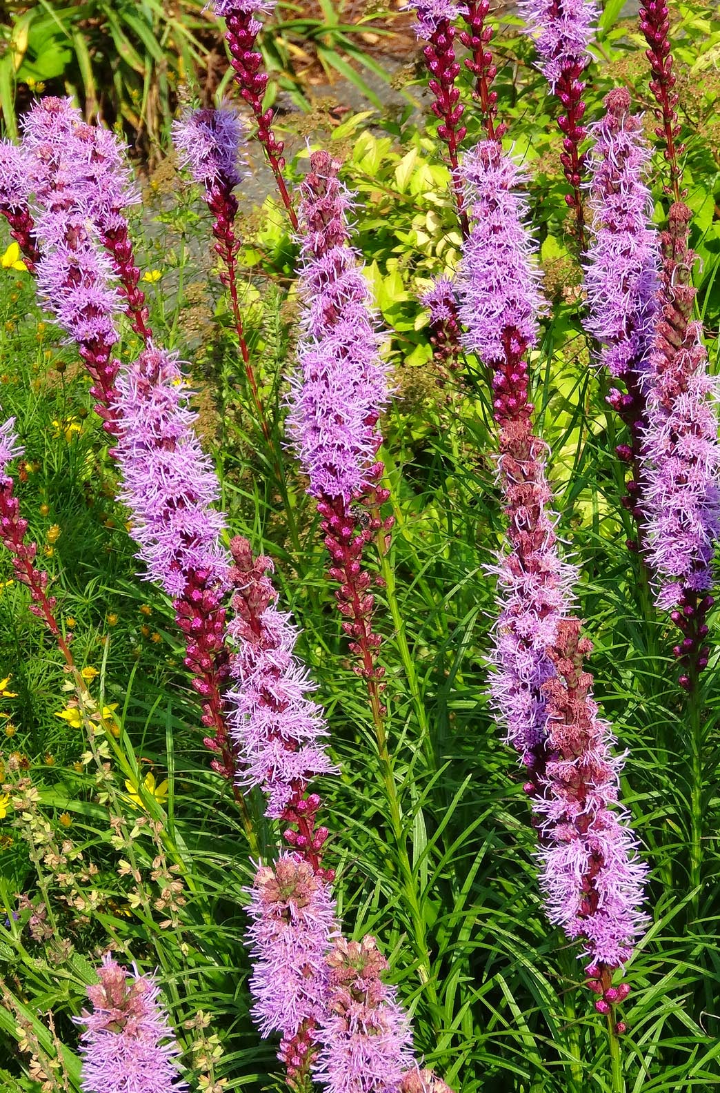 Garden on the Edge: Favorite Plant of the Week AND Favorite Native ...