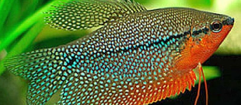 Cara Lengkap Budidaya Ikan Sepat Mutiara (Pearl Gourami)