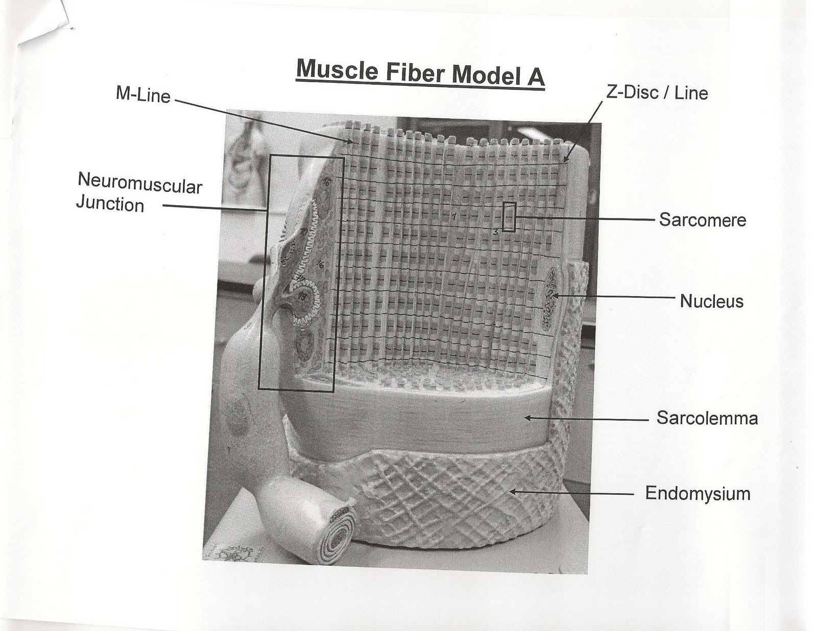 Anatomy Physiology I Bis 240 Muscle Fiber Model A