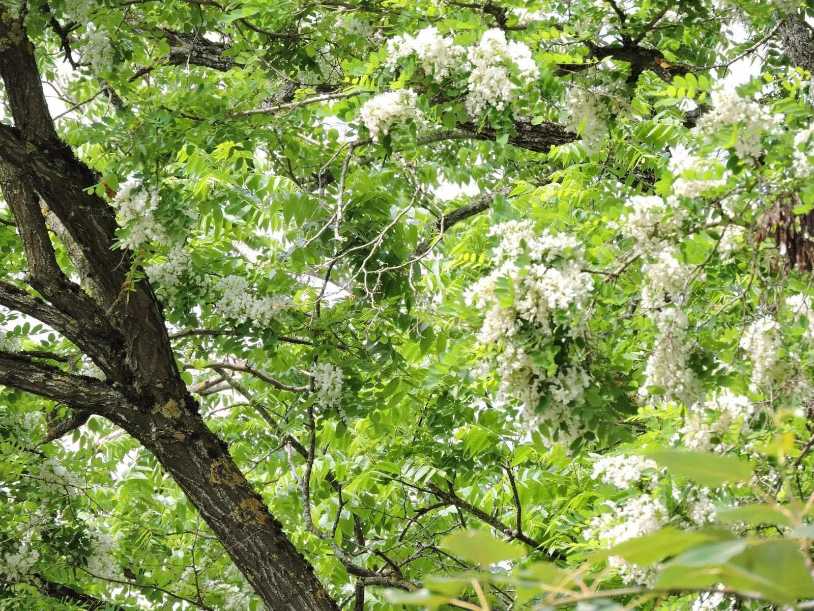 Scene Through My Eyes Locust Trees