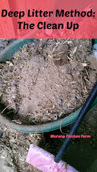 deep litter method chicken clean coop cleaning chickens once farm floor stuff wood coops murano