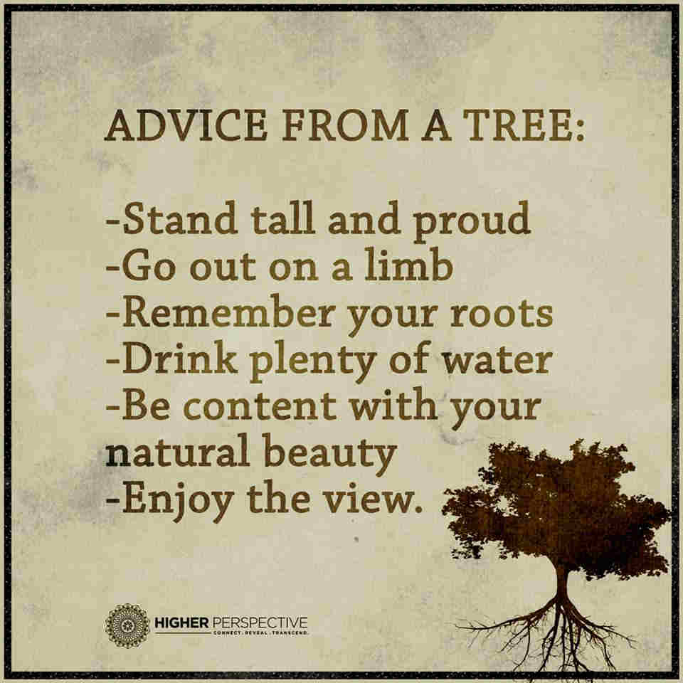 Advice from a tree Stand tall and proud, go out on a limb Remember