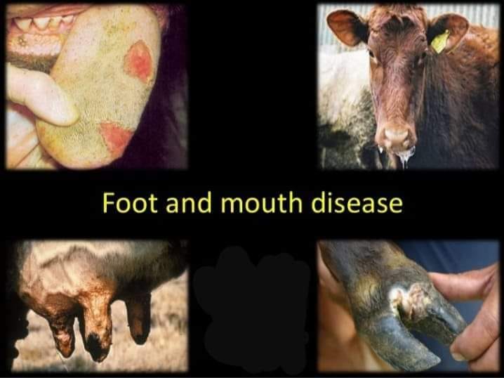 First line of action against foot and mouth disease FMD