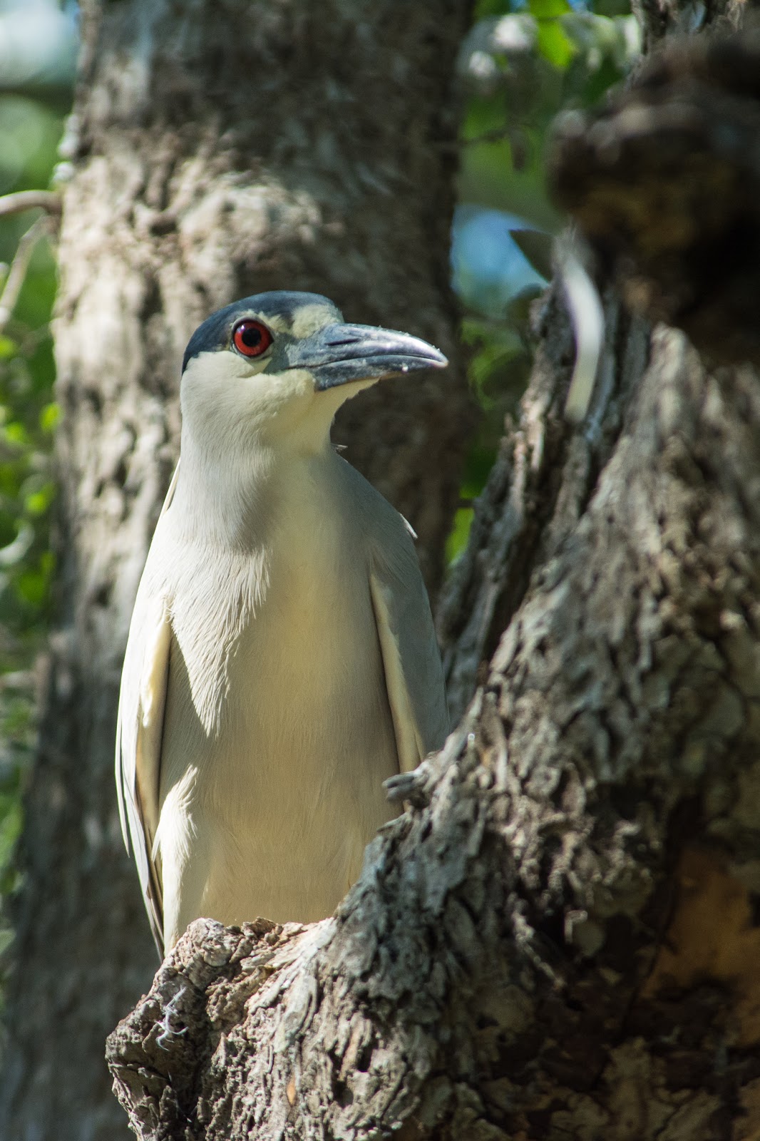 A Tree Falling: UT Southwestern Medical Center Rookery: May 2016