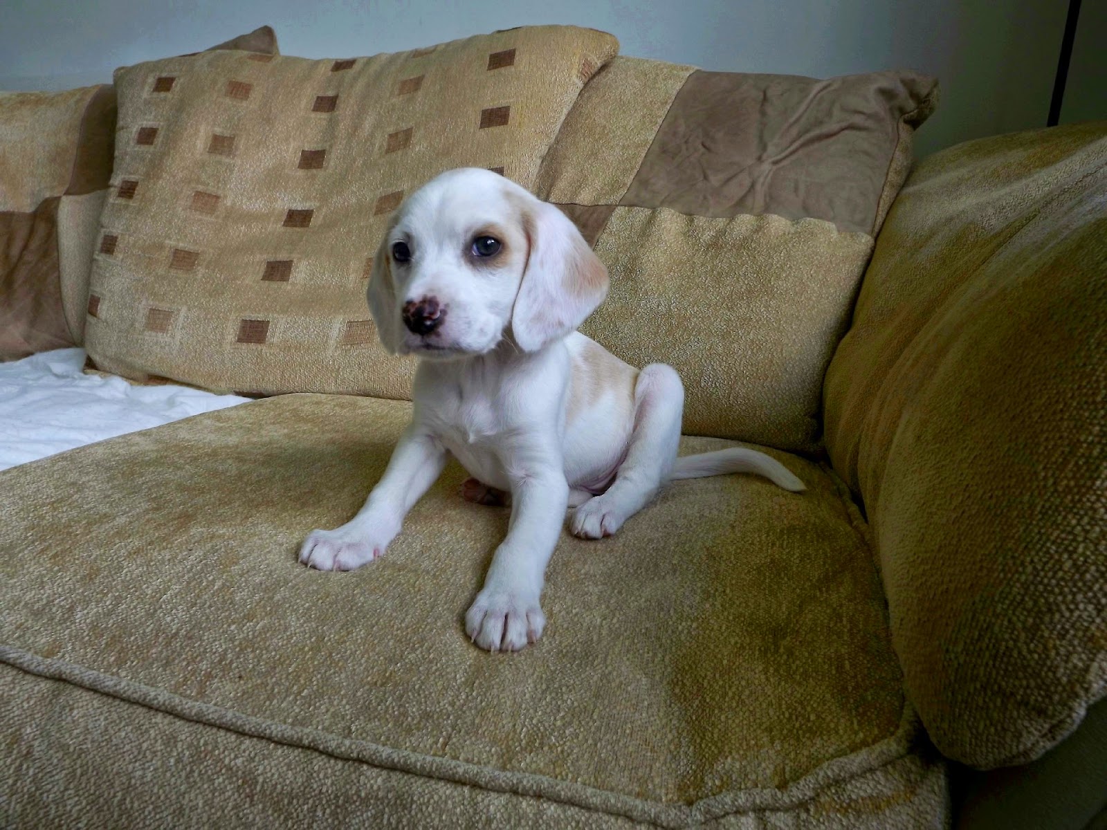 lemon beagle puppy