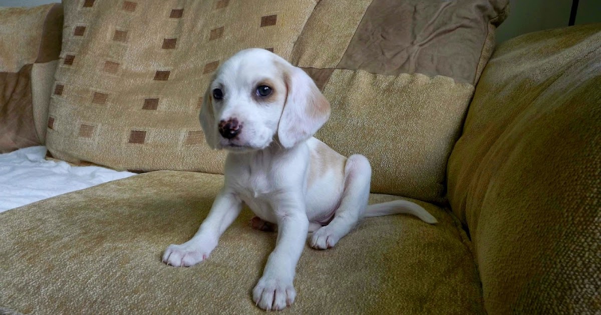 beagle puppy 8 weeks