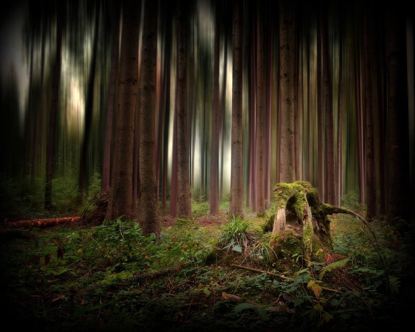 Bilder von Wald: Entdecke die Magie des Waldes mit deinen eigenen Zeichnungen!