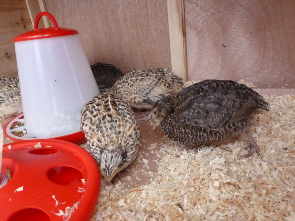 Sockenundmehr Wachteln im Garten