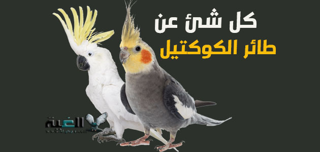كل ما تريد معرفته عن طائر الكوكتيل وأكثر الغية