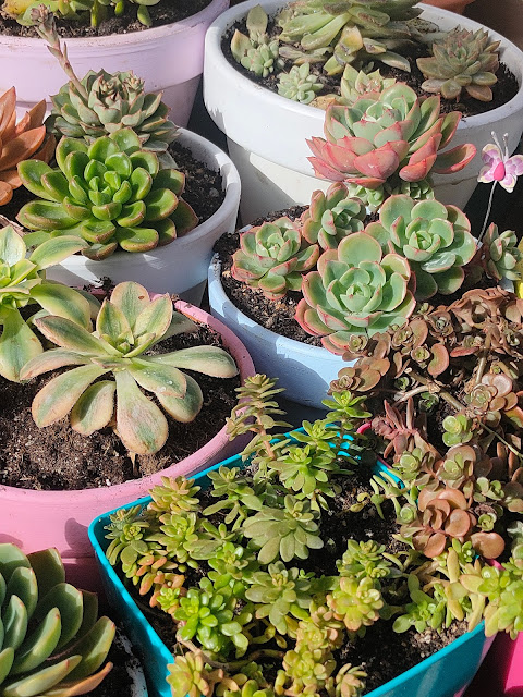 Mi colección de Suculentas: MI JARDÍN