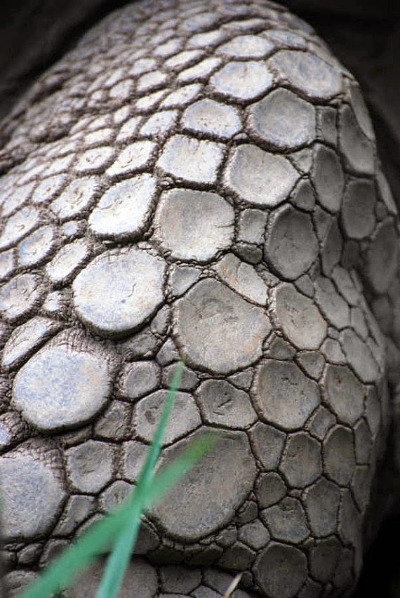 Macro Fotografçılık Bir Kahve Molası