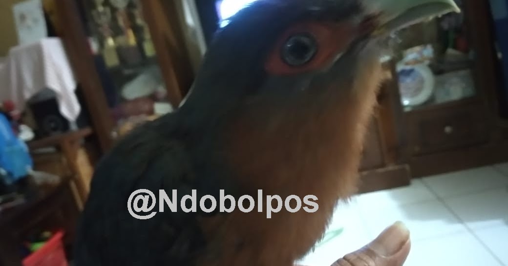 Gedebus Mrupus Meloloh Anak Burung Kadalan Birah Chestnut Breasted Malkoda