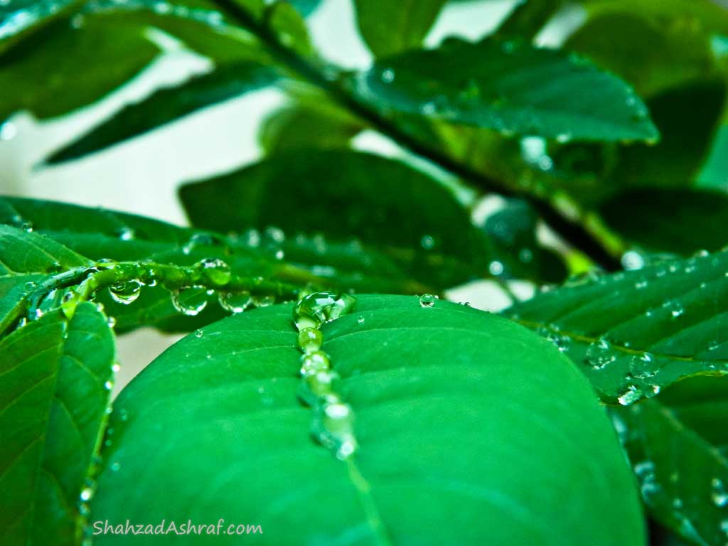 water droplets on Leaves after Rain shower