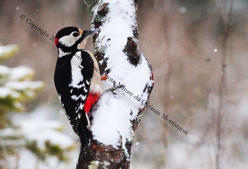 Pic épeiche ♂  sous la neige