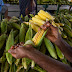 Preço da mão de milho tem diferença de até R$ 15 registra pesquisa do Procon-JP