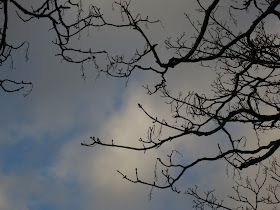 Silhouette of tree in Nothe Gardens