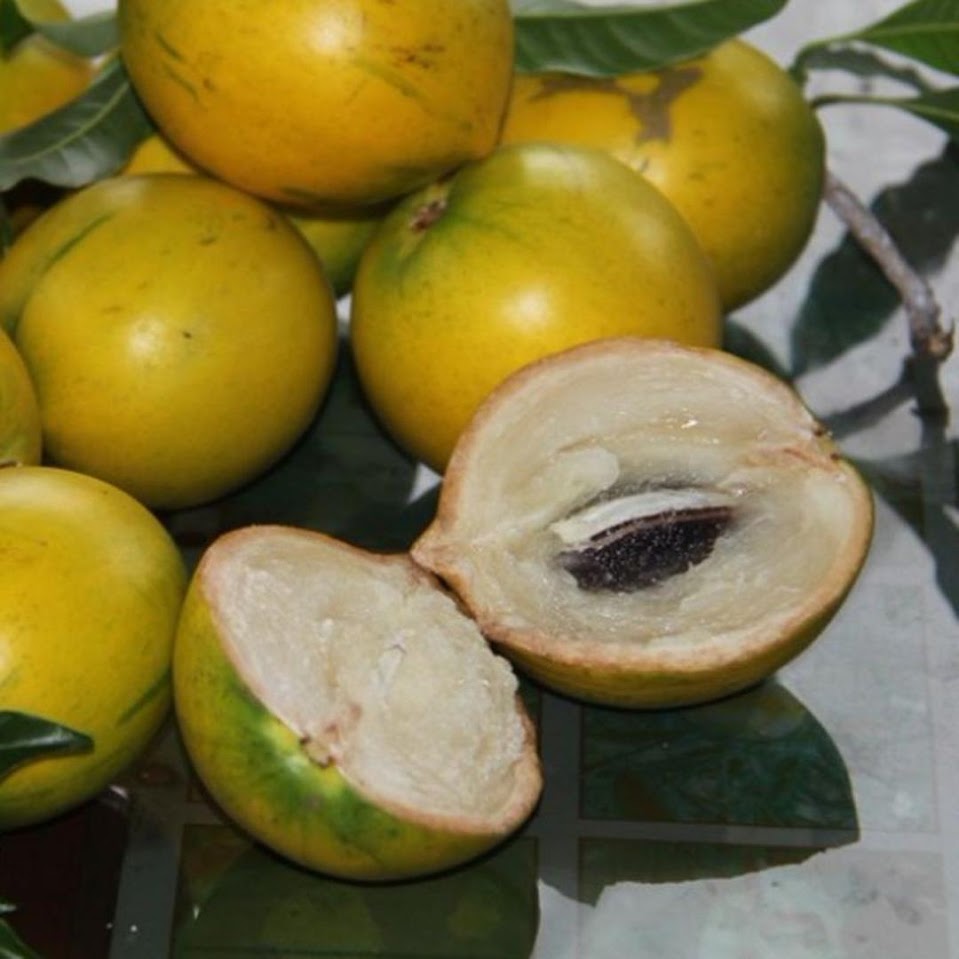 bibit tanaman buah sawo abiu benih pohon tabulampot untuk taman Jawa Tengah