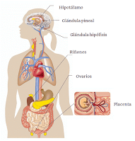 Sistema Digestivo es el conjunto de órganos encargados del proceso de la digestión para que el cuerpo pueda utilizarlo como energía