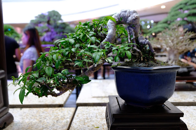 water jasmine bonsai