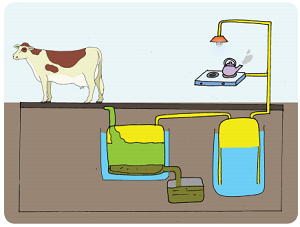 Kompor Biogas Kotoran Sapi Makin Diminati www.simplenews.me