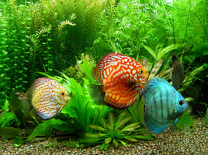 Discus Fish Cichlids Lovers