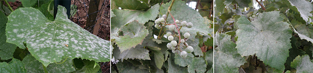 powdery mildew on grape