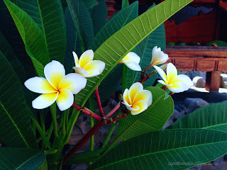 Sweet Frangipani Flowers Blooming In The Garden Of The House Temple, Seririt, North Bali, Indonesia