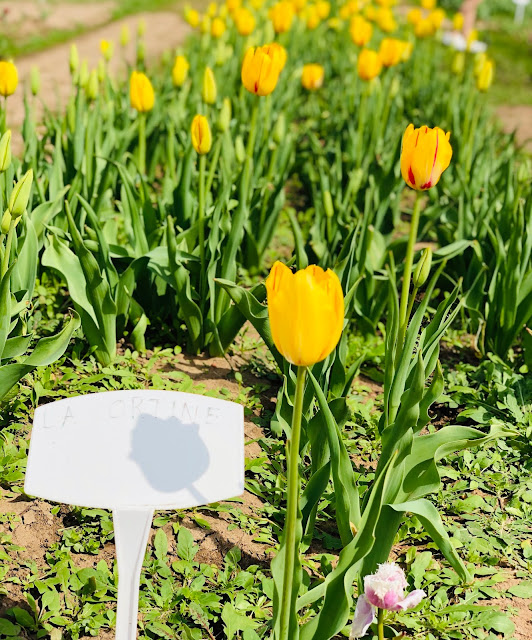 Airing My Laundry, One Post At A Time... Discovering Texas Tulips In
