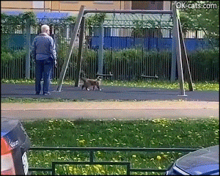 Funny Cat GIF • Amazing, fearless & playful cat likes to swing like...a kid! [ok-cats.com]